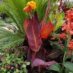 Canna - Tropicanna®