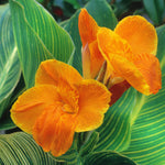 Canna - Tropicanna® Gold