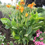 Canna - Tropicanna® Gold