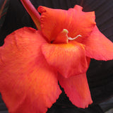 Canna - Tropicanna® Black