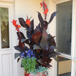 Canna - Tropicanna® Black