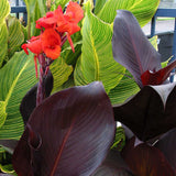 Canna - Tropicanna® Black