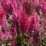 Astilbe - Mighty Chocolate Cherry