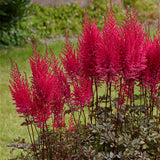 Astilbe - Mighty Chocolate Cherry