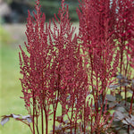 Astilbe - Mighty Chocolate Cherry