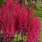 Astilbe - Mighty Chocolate Cherry