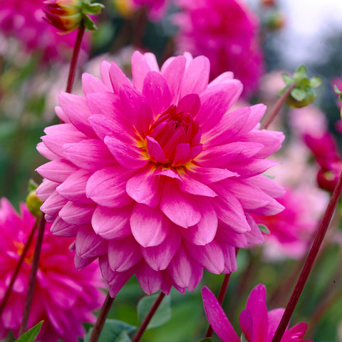 Dahlia - Rosella