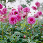 Dahlia - Rosella