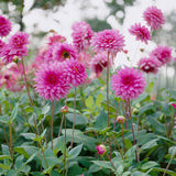Dahlia - Rosella