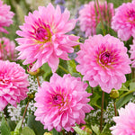 Dahlia - Rosella