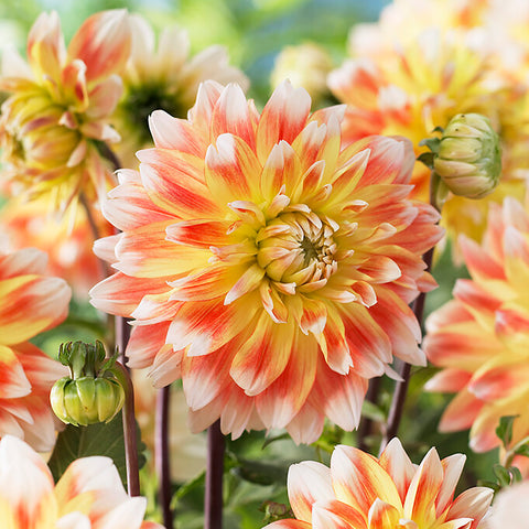 Dahlia - Peaches & Cream®