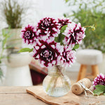 Dahlia - Mystery Day