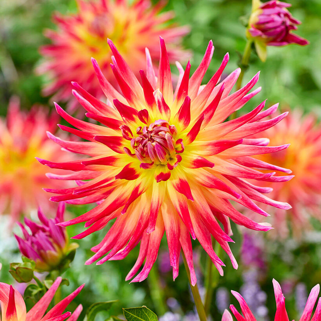 Dahlia - Electric Flash – Plantcetera