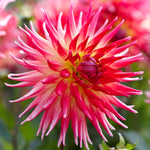 Dahlia - Electric Flash