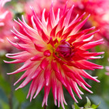 Dahlia - Electric Flash