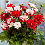 Dahlia - Pacific Time