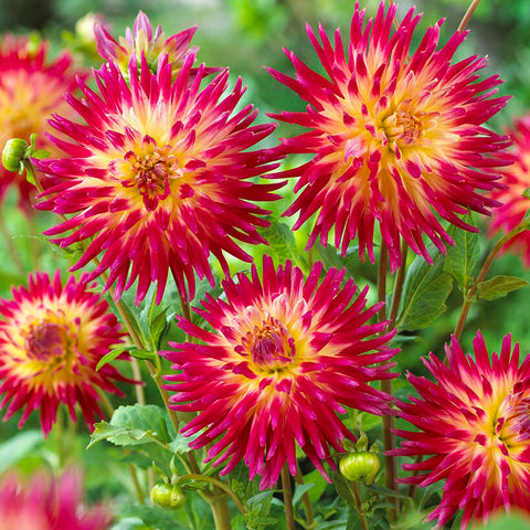 Dahlia - Tahiti Sunrise™