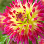 Dahlia - Tahiti Sunrise™