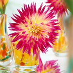 Dahlia - Tahiti Sunrise™