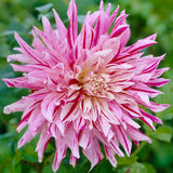 Dahlia - Bristol Stripe