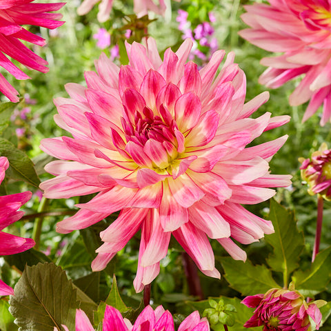 Dahlia - Mingus Julie