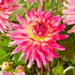 Dahlia - Mingus Julie