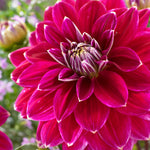 Dahlia - Maldini