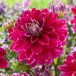 Dahlia - Maldini