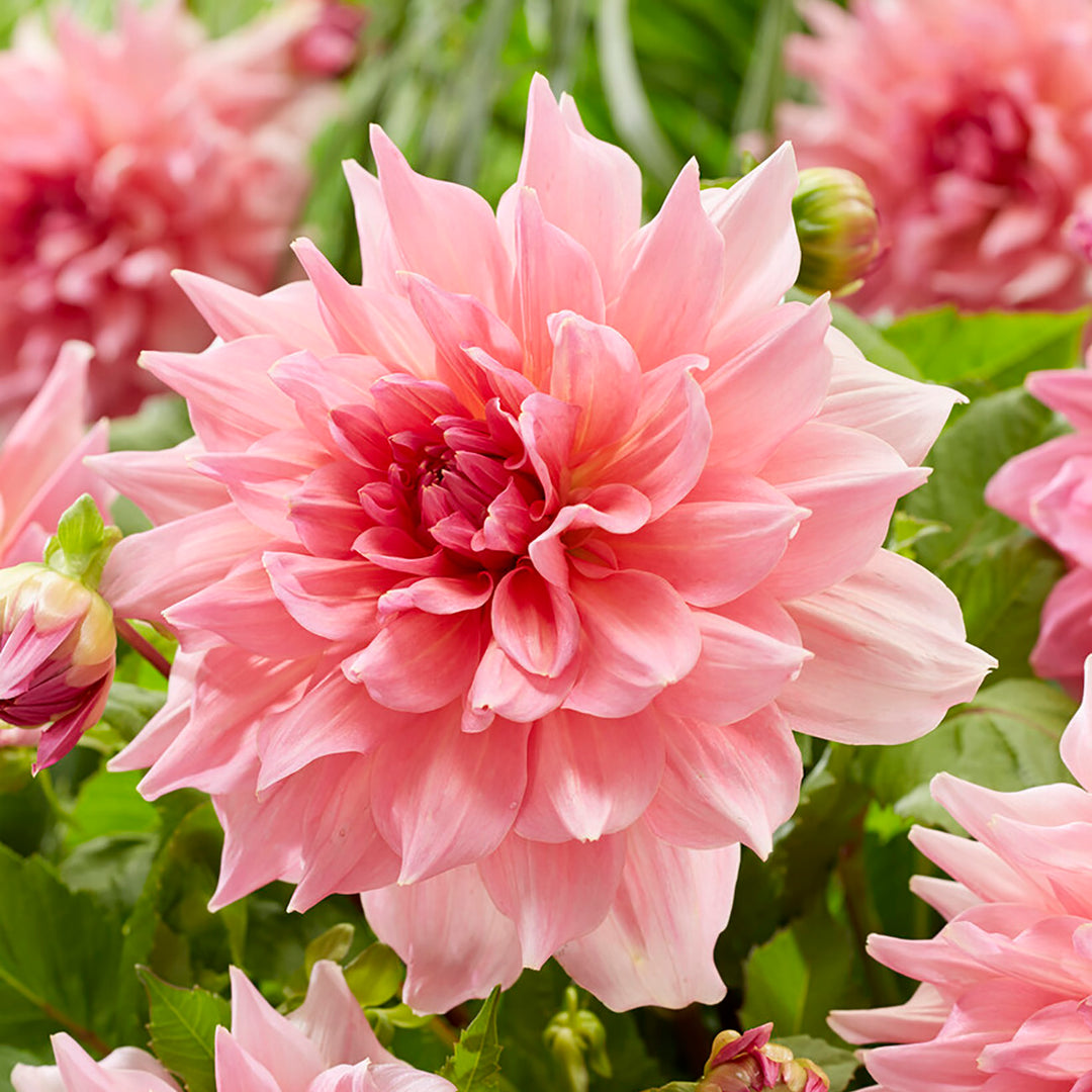 Dahlias – Plantcetera