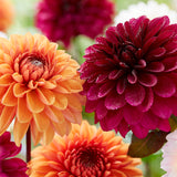 Dahlia - Flaming Love Blend