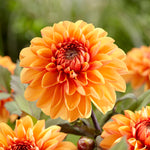 Dahlia - Flaming Love Blend