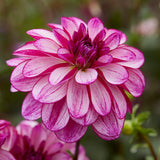 Dahlia - Seductive Arbawinnie Blend