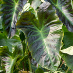 Elephant Ear - Royal Hawaiian® Aloha