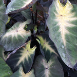 Elephant Ear - Royal Hawaiian® Tropical Storm