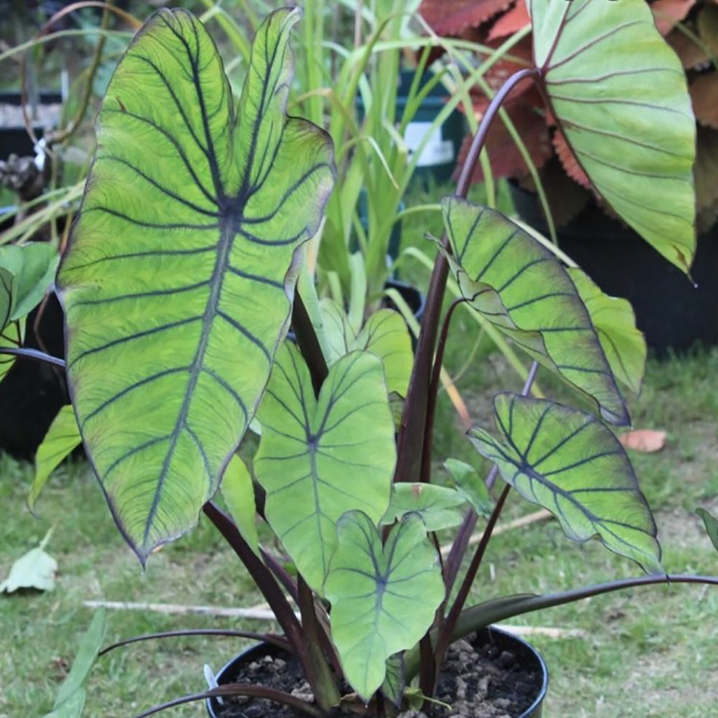royal hawaiian elephant ear plant Elephant Ear