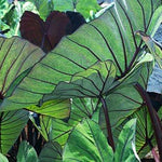 Elephant Ear - Royal Hawaiian® Blue Hawaii