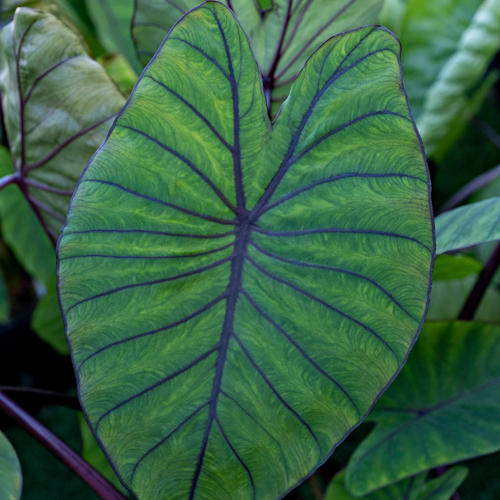 blue elephant ear plant Elephant Ear