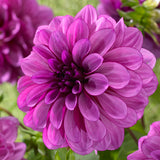 Dahlia - Blue Bell