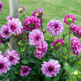 Dahlia - Blue Bell