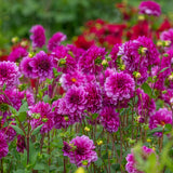 Dahlia - Blue Bell