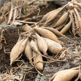 Dahlia - Blue Bell