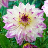 Dahlia - Ferncliff Illusion
