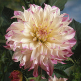 Dahlia - Ferncliff Illusion