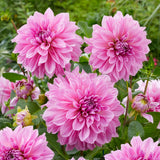 Dahlia - Lavender Perfection