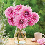 Dahlia - Lavender Perfection