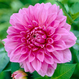 Dahlia - Lavender Perfection