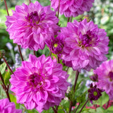 Dahlia - Lake Michigan