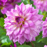 Dahlia - Lake Michigan