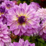 Dahlia - Lake Michigan