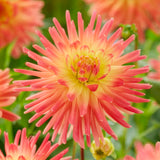 Dahlia - Felida Solar Flare